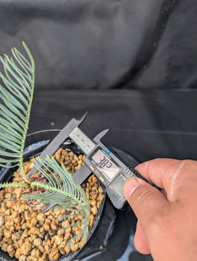 決算創業祭 お買い得 サイカスカイルンシアナ ドワーフ 過去最安