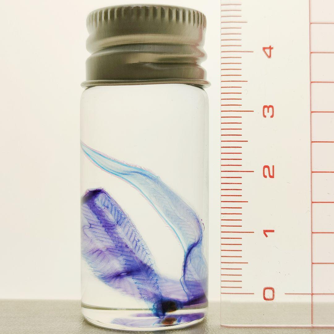 大特価☆数量限定☆透明骨格標本 11本セット レア 深海生物含む