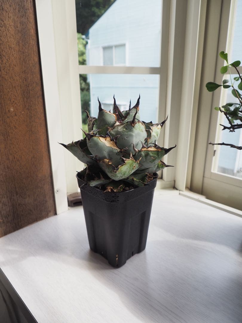 アガベ　チタノタ　台湾産　ブラックアンドブルー