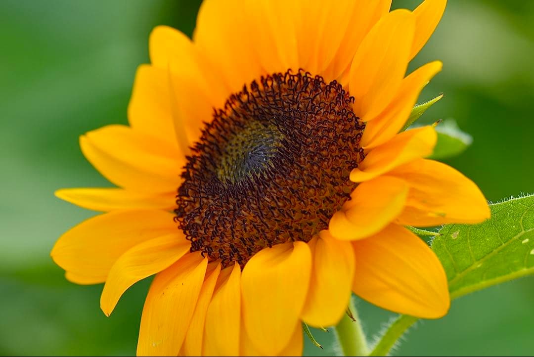 Sony ZV-E1 ミラーレスカメラ 本体