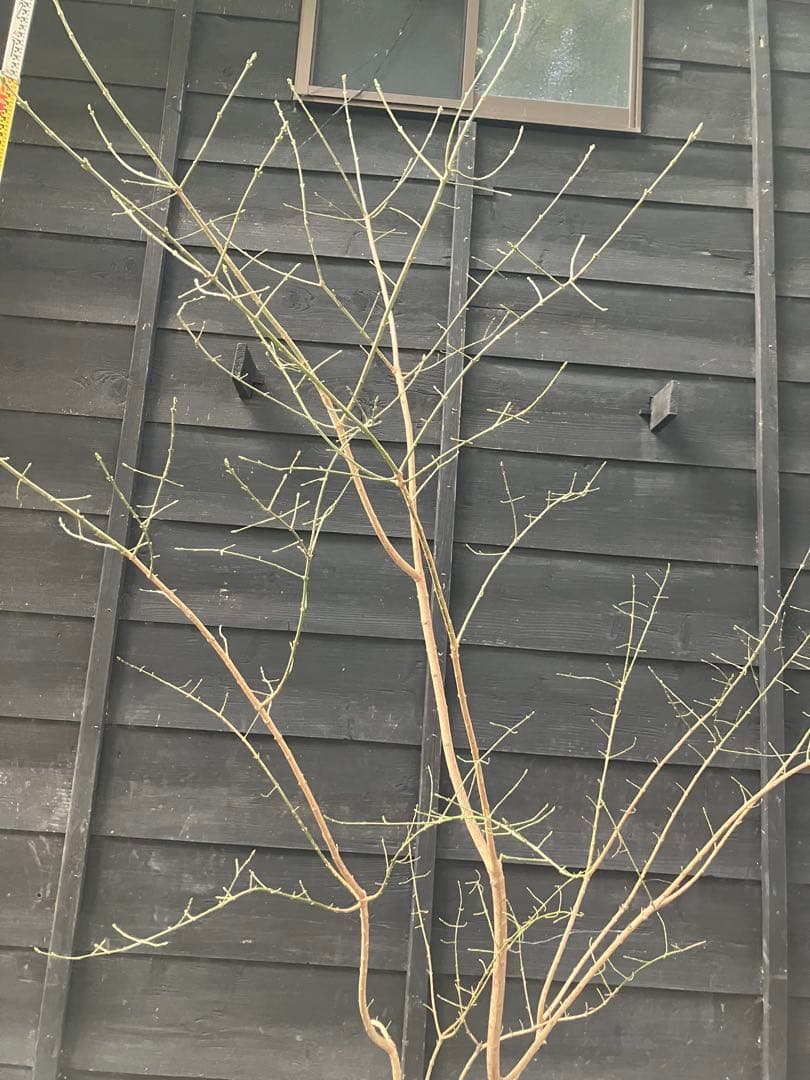 山採り　マユミ