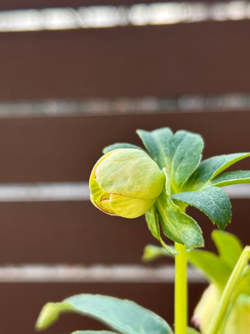 本日発送　アンティークアフロメビウス交配　イエローアフロディーテピコティ