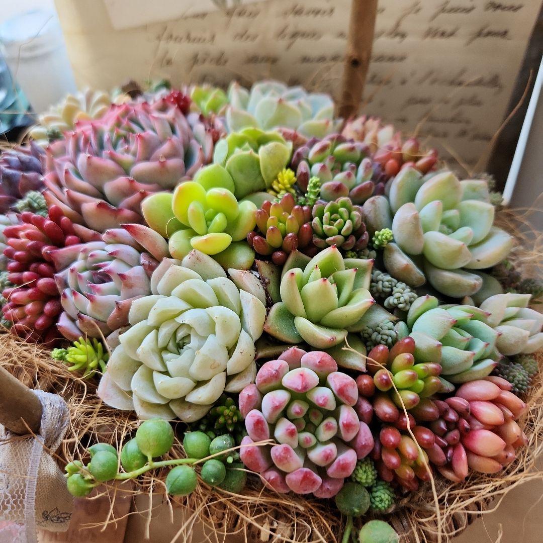 多肉植物寄せ植え　そのまま飾れる　バスケット♡