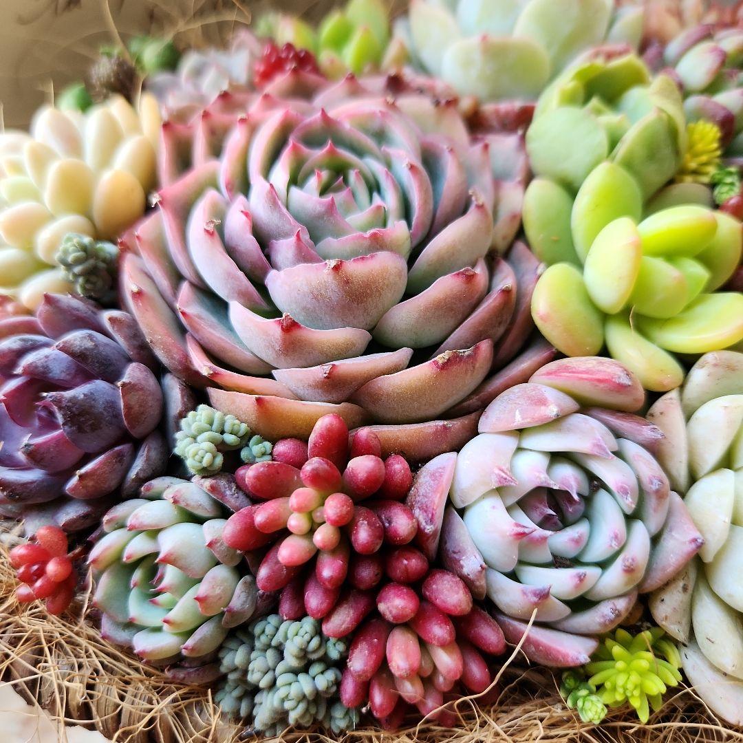 多肉植物寄せ植え　そのまま飾れる　バスケット♡