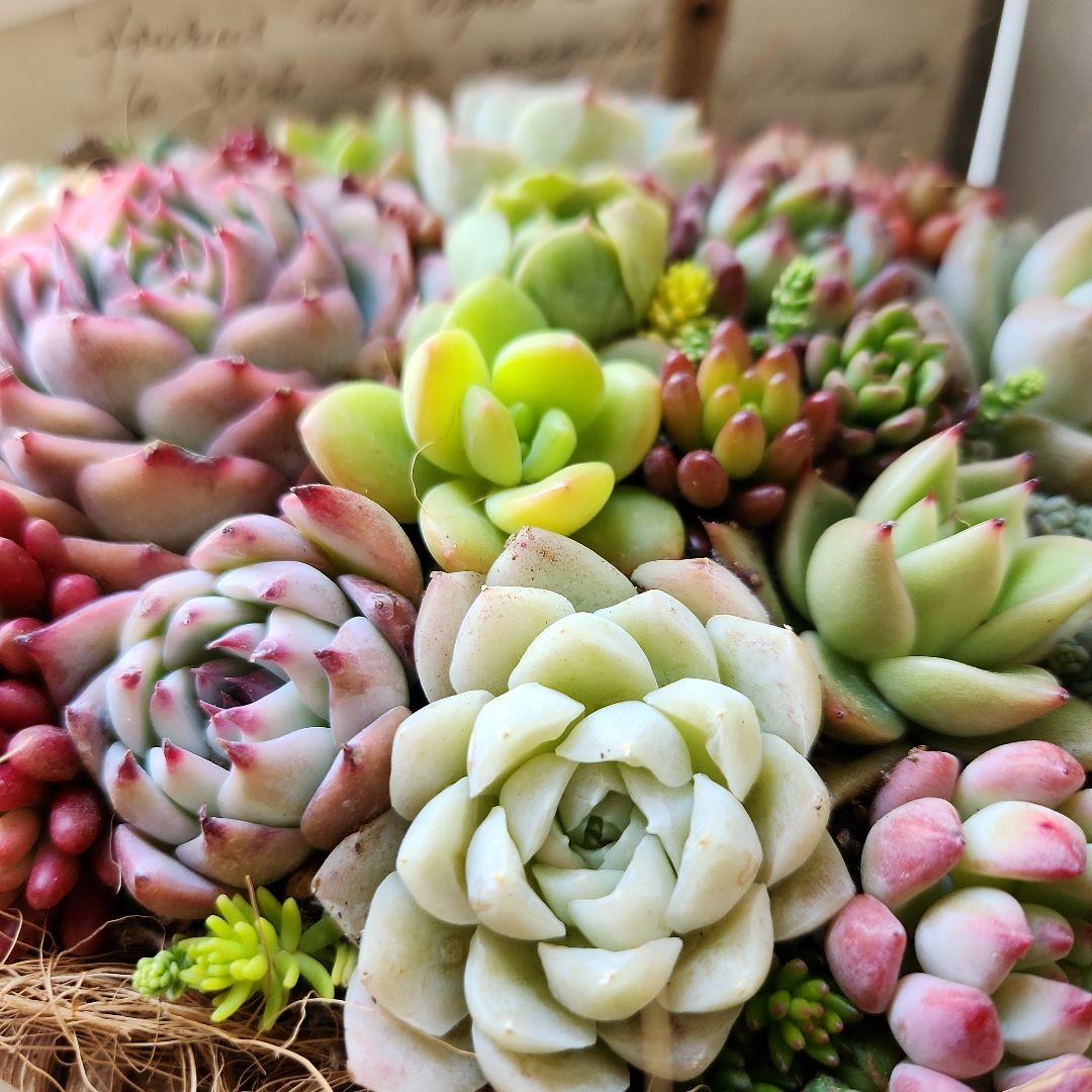 多肉植物寄せ植え　そのまま飾れる　バスケット♡