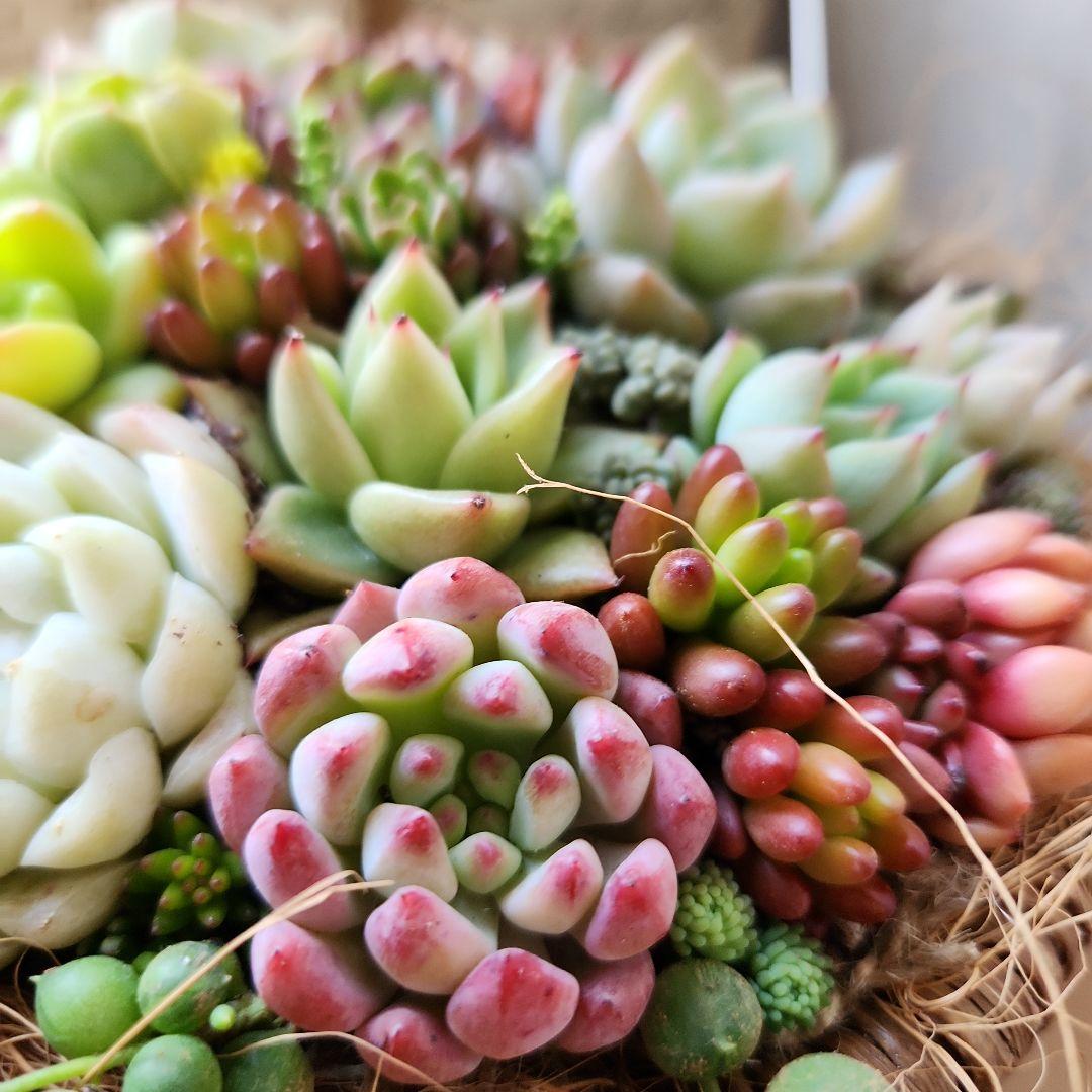 多肉植物寄せ植え　そのまま飾れる　バスケット♡