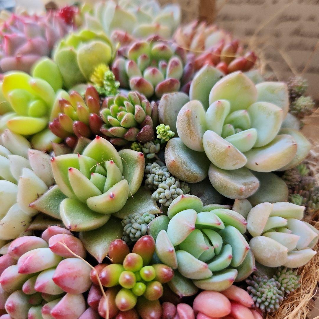 多肉植物寄せ植え　そのまま飾れる　バスケット♡