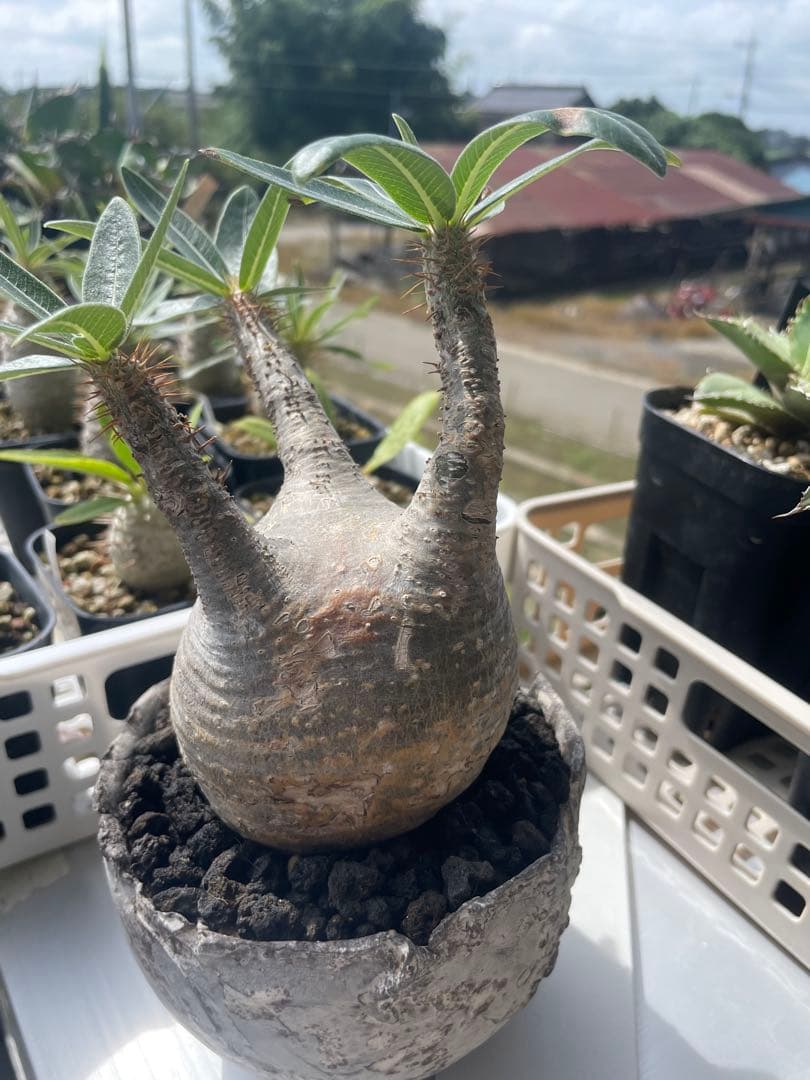 パキポディウム　グラキリス　たけろうポット白サビ