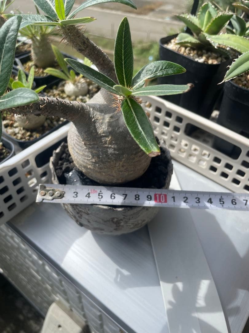 パキポディウム　グラキリス　たけろうポット白サビ