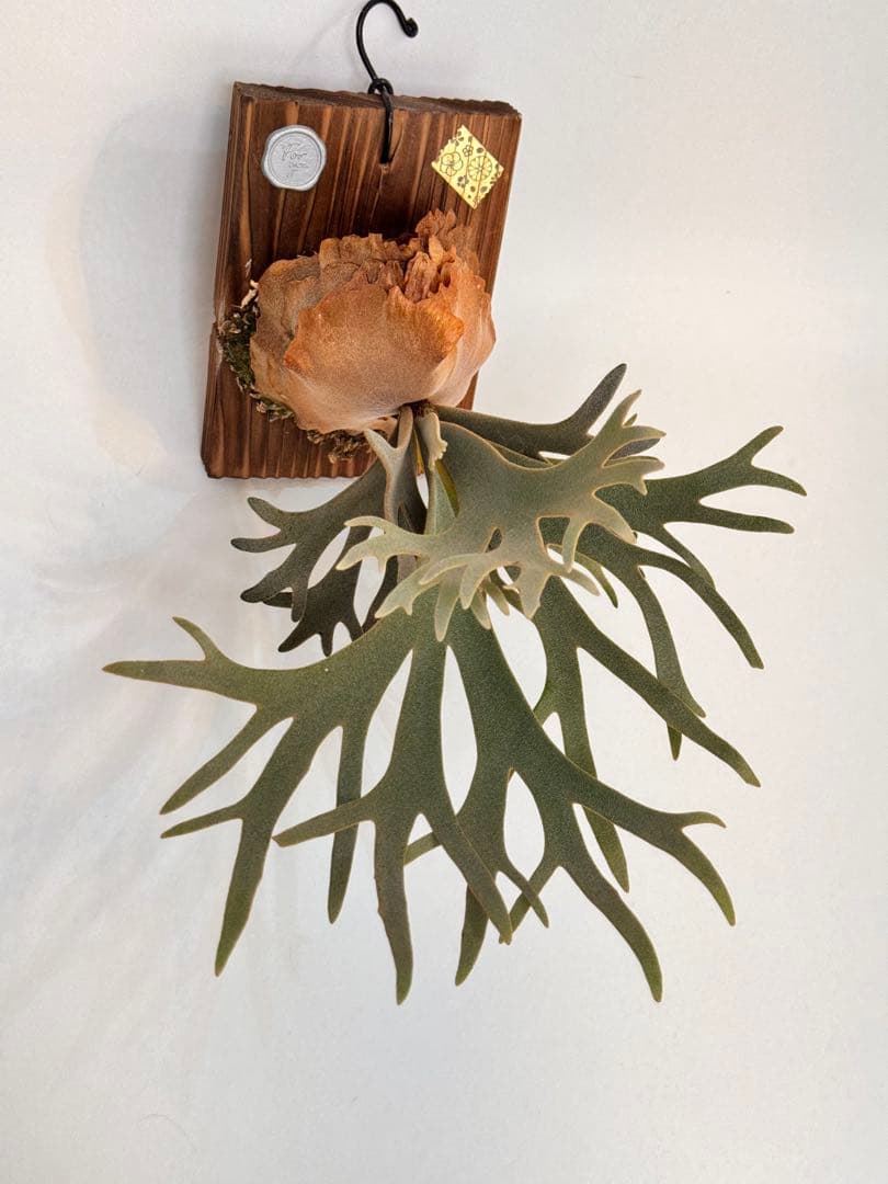 ◆◆◆ P.Willinckii ‘OMG’ spore（ml-2）