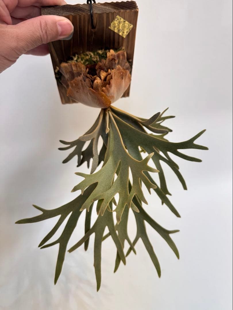 ◆◆◆ P.Willinckii ‘OMG’ spore（ml-2）