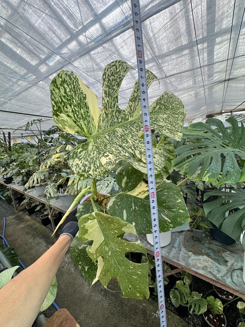 9モンステラ　タイコンステレーション　スターライト