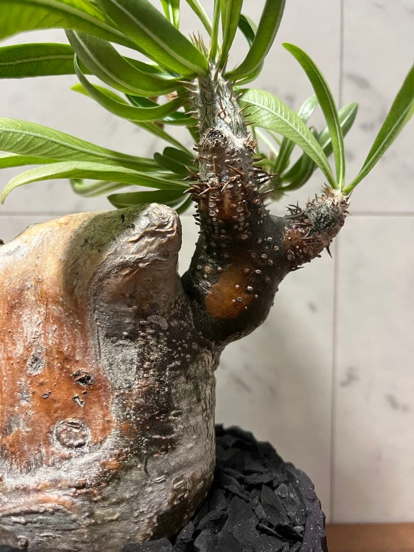 パキポディウム グラキリス 変態株