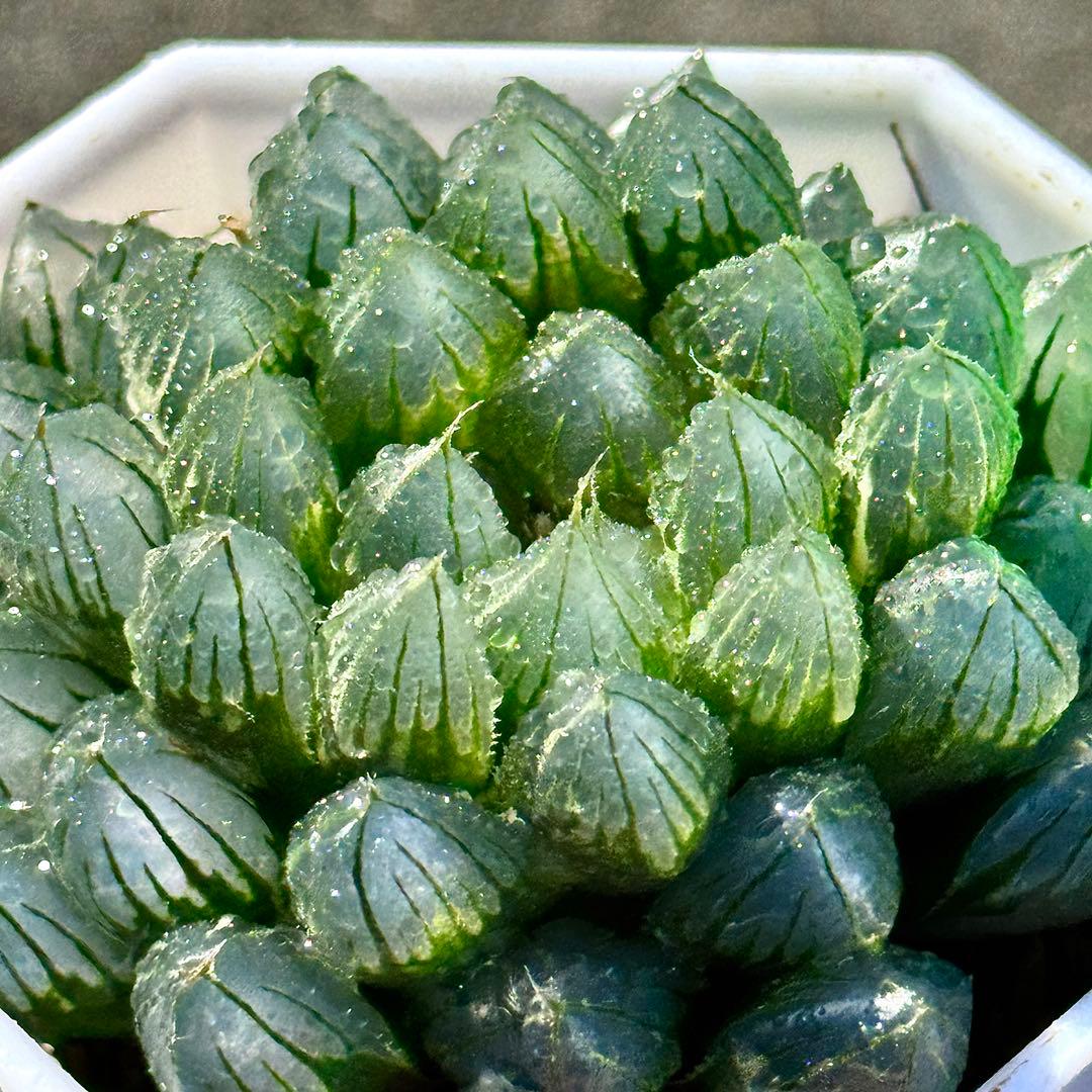 ご*！様 ブルーレイオブツーサ錦　超美株　ハオルチア　観葉植物　27