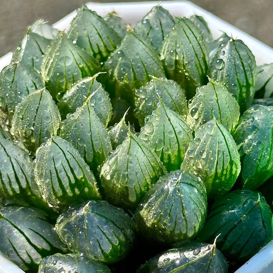 ご*！様 ブルーレイオブツーサ錦　超美株　ハオルチア　観葉植物　27