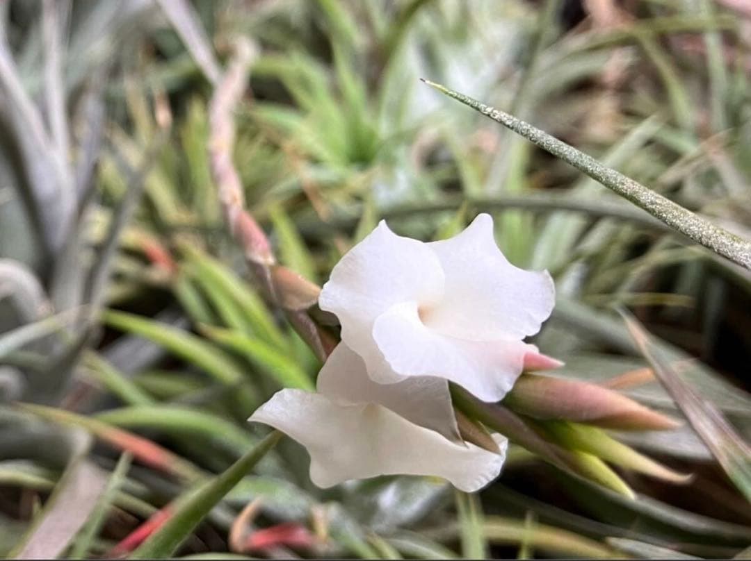 同梱割Tillandsia ' Flake' T'S TROPICALS