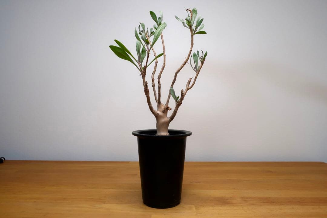 希少 コレクション株 オトンナ パキポダ