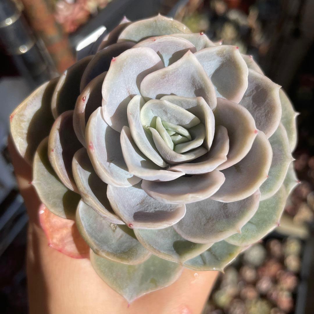 多肉植物エケベリア　ブルーサプライズ