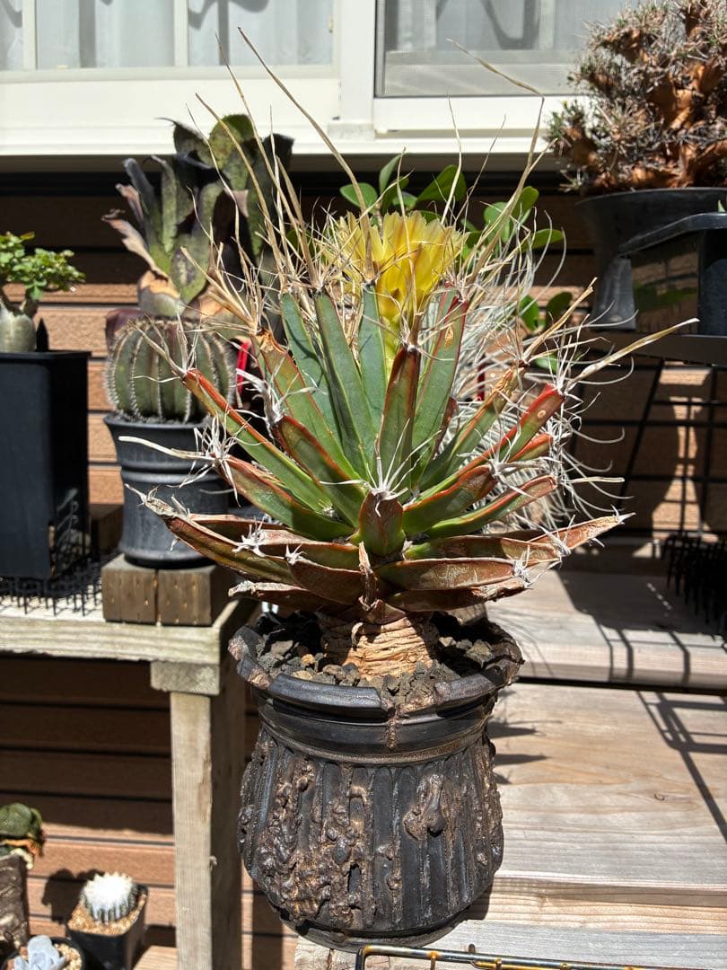 レウクテンベルギア プリンキピス　晃山　作家鉢付き