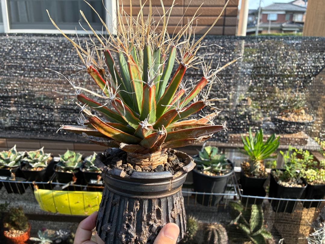 レウクテンベルギア プリンキピス　晃山　作家鉢付き