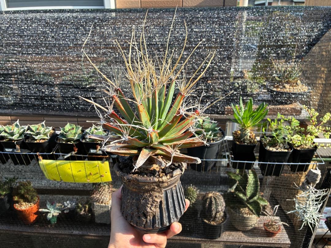 レウクテンベルギア プリンキピス　晃山　作家鉢付き