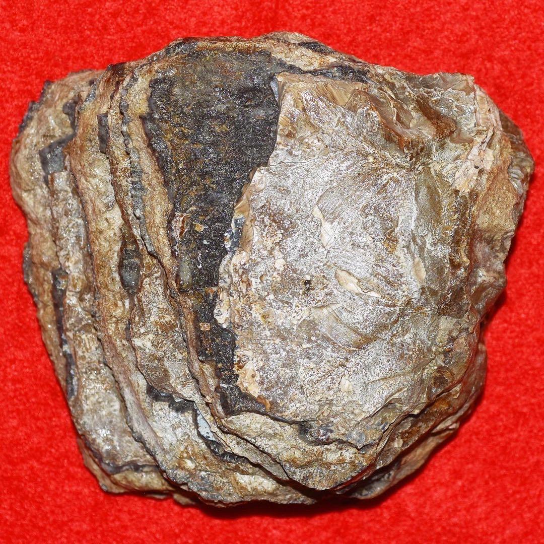 ハンガリー産 メリジオナリスゾウの臼歯化石