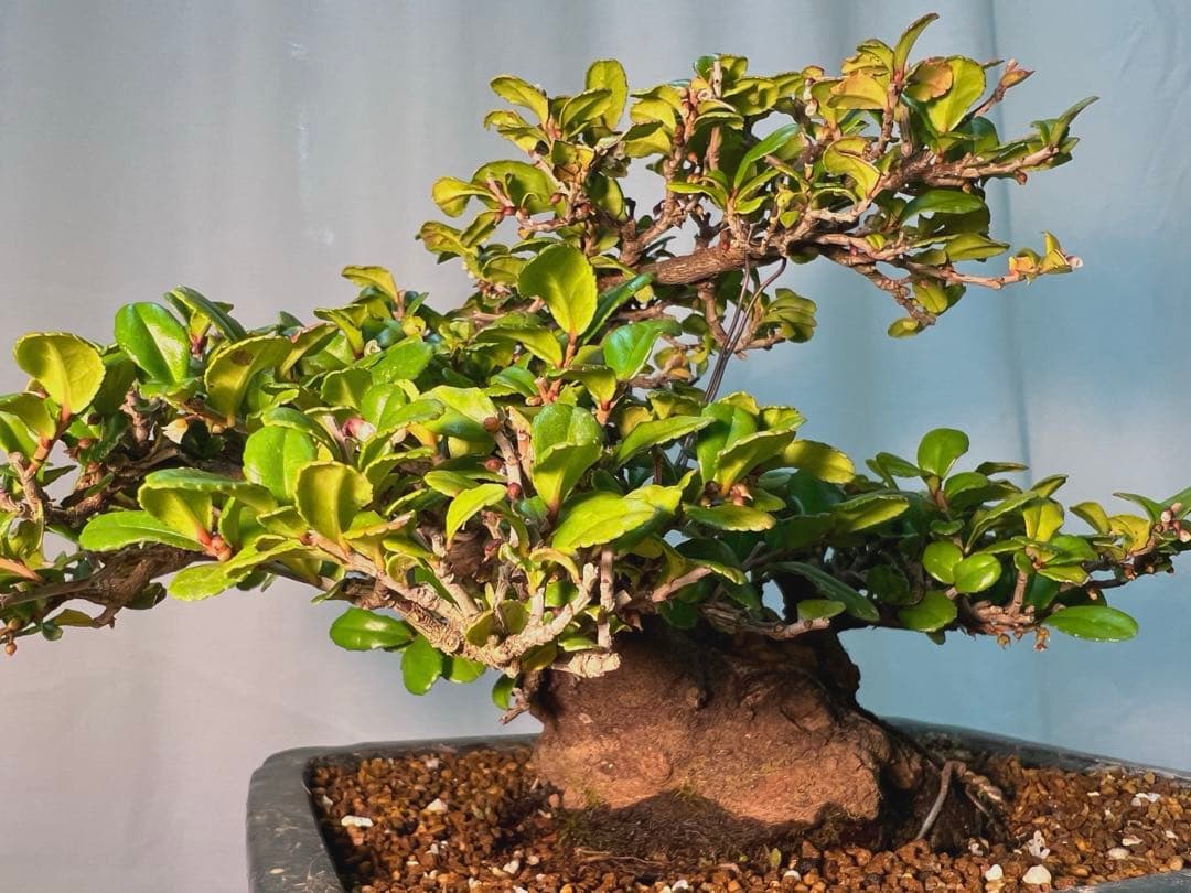 ハマヒサカキ　幹凄く太いです