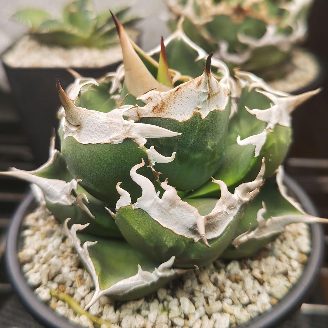 アガベ　チタノタ　sad　親株　コンパクト