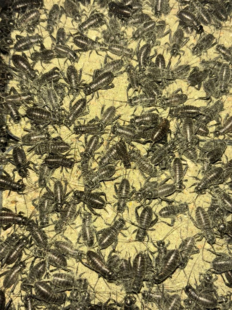 冷凍クロコML約2000匹1kg冷凍コオロギ