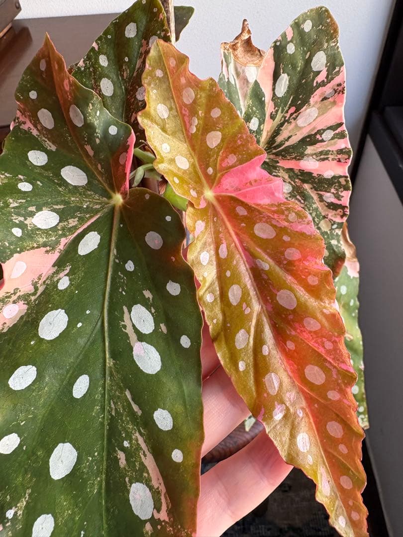 ベゴニア マクラータ 斑入り 3号鉢