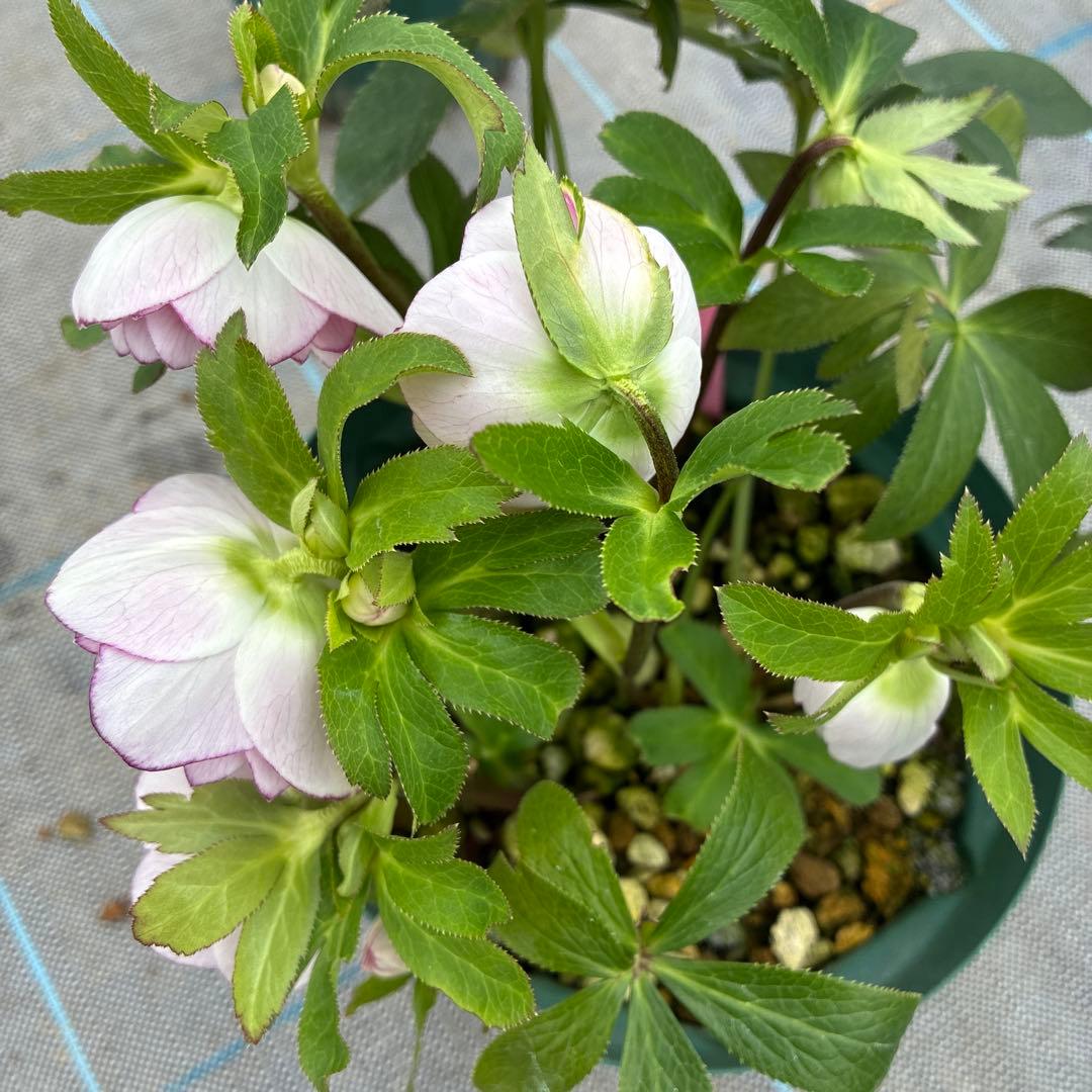 クリスマスローズ　プリマヴェーラ交配　加藤農園　6寸