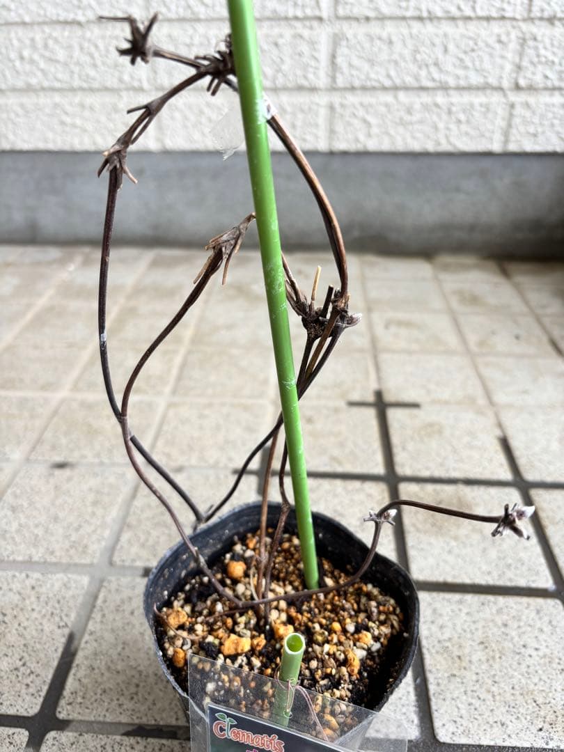 クレマチス　マクロペタラウェッセルトン　苗　プロペルティウス　‼️超レア品種‼️