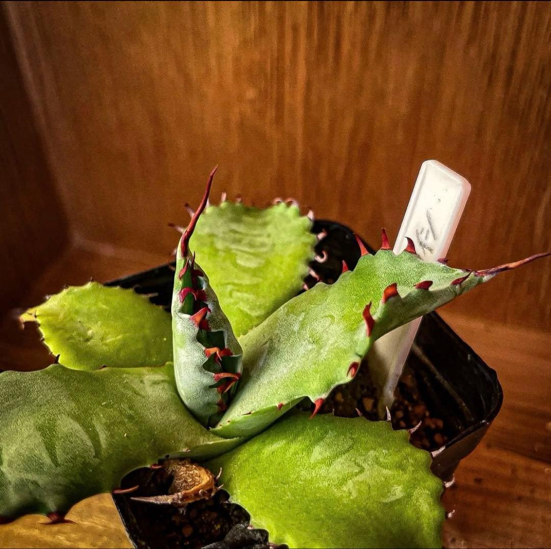 Hidden Agave アガベ　パラサナ　× イシスメシス　ハイブリッド