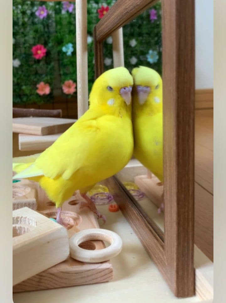 63　⭐　ミラーボードとフォージングトイセット⭐　インコ　バードトイ
