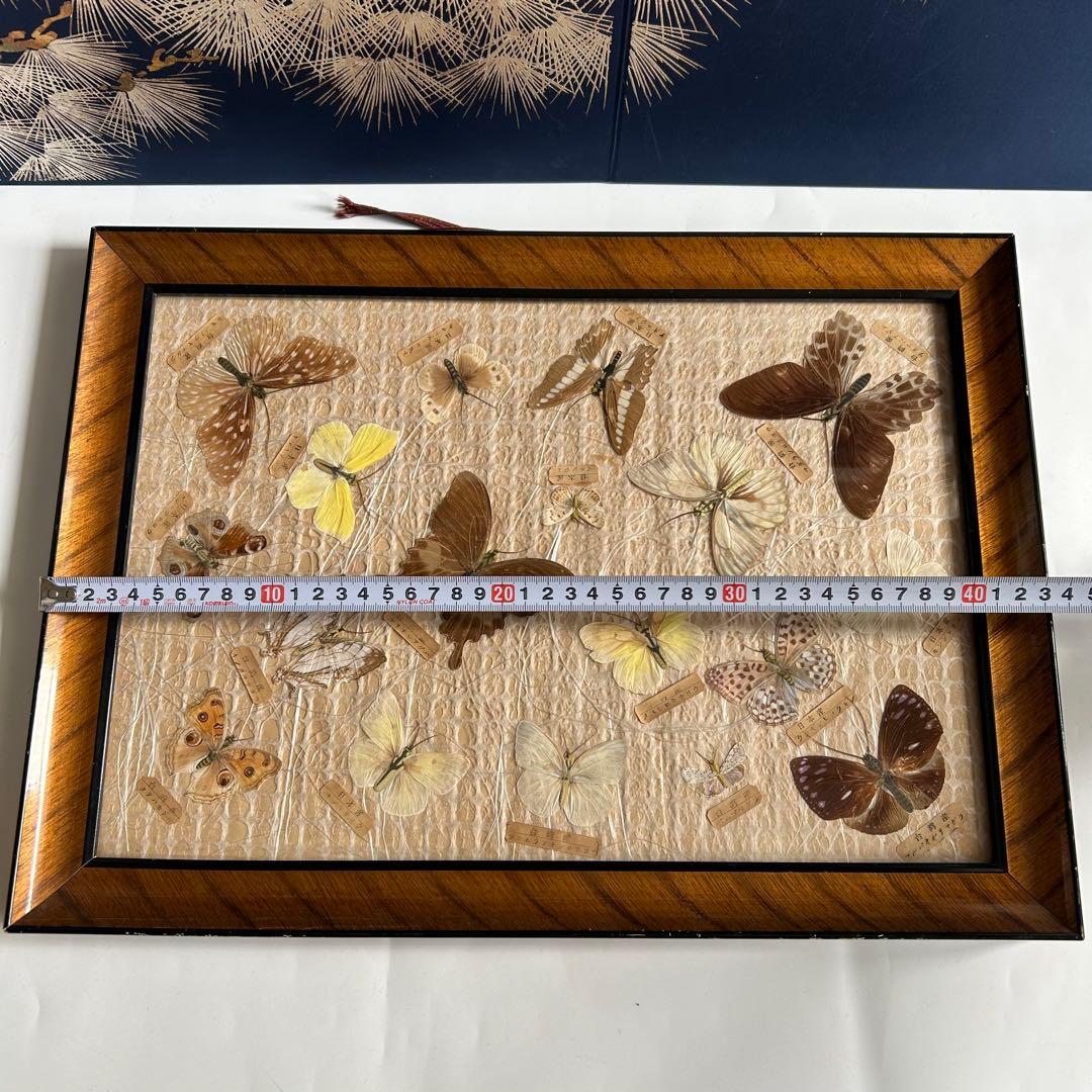 蝶の標本 蝶標本コレクション　18種　日本産　台湾産　木製フレーム付き