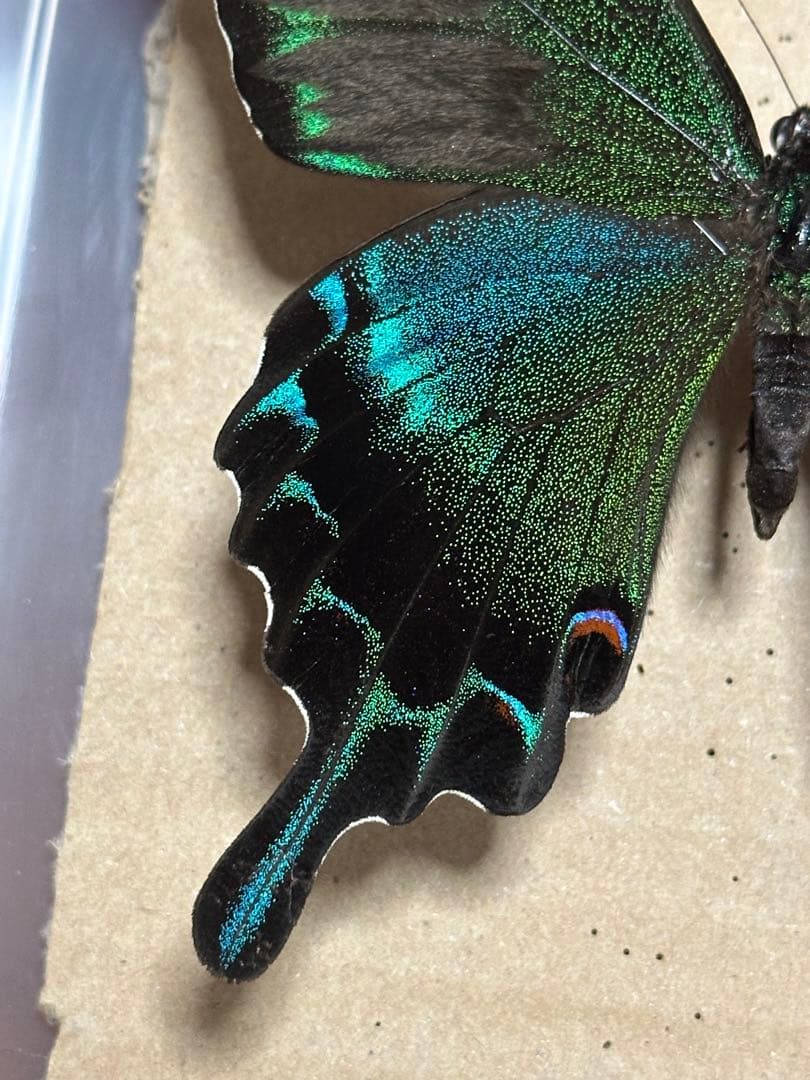 ミヤマカラスアゲハ　標本　採取品