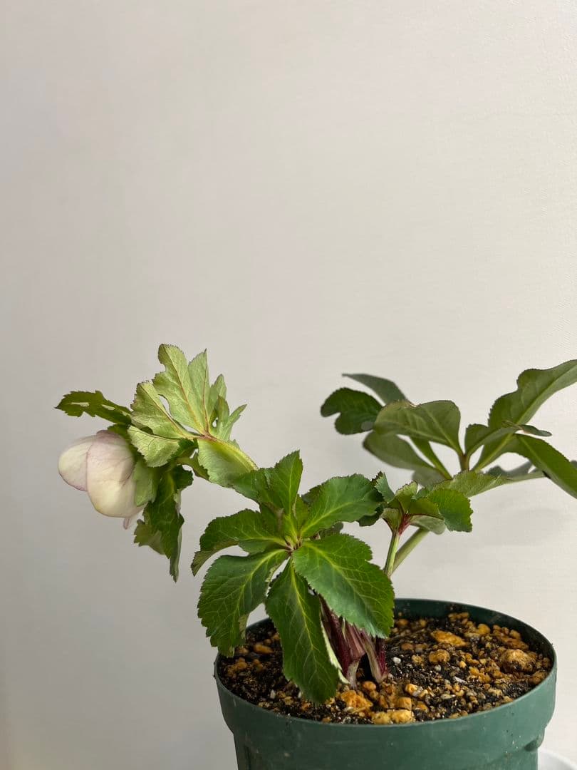 ま*い様 クリスマスローズ　パステリッシュストレイン　デュメ系　カップ咲き