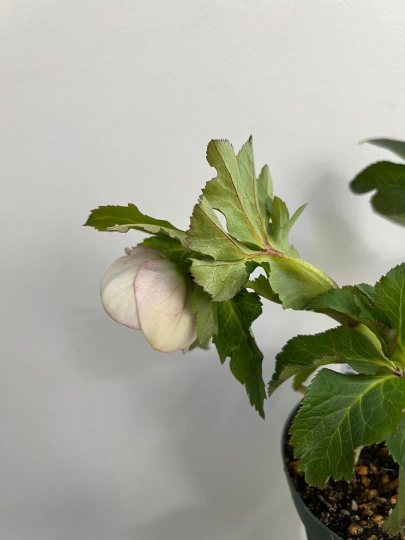 ま*い様 クリスマスローズ　パステリッシュストレイン　デュメ系　カップ咲き