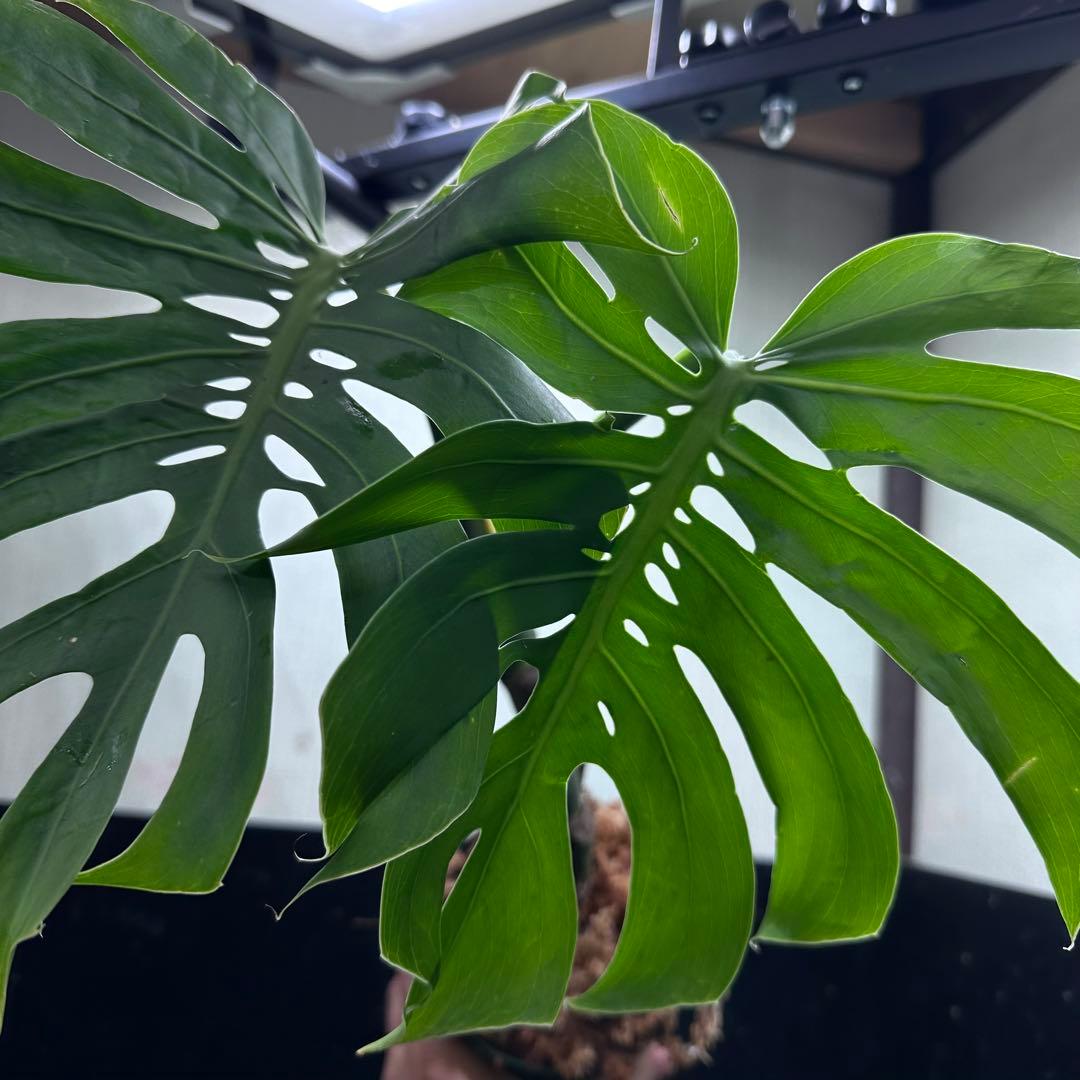 も*ぎ様 モンステラデリシオーサマクロコズム超希少系統鉢植え56㎝