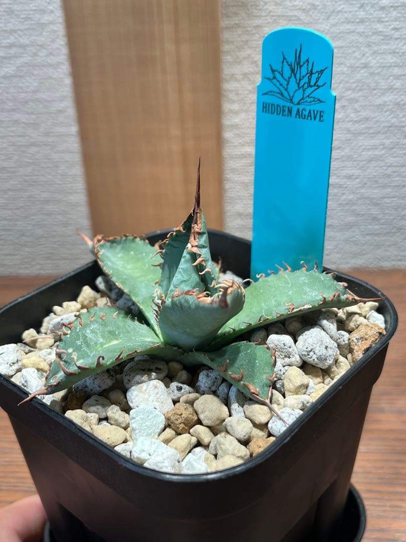 【最終】エボリスピナ× BB hybrid ハイブリッド③発根活着