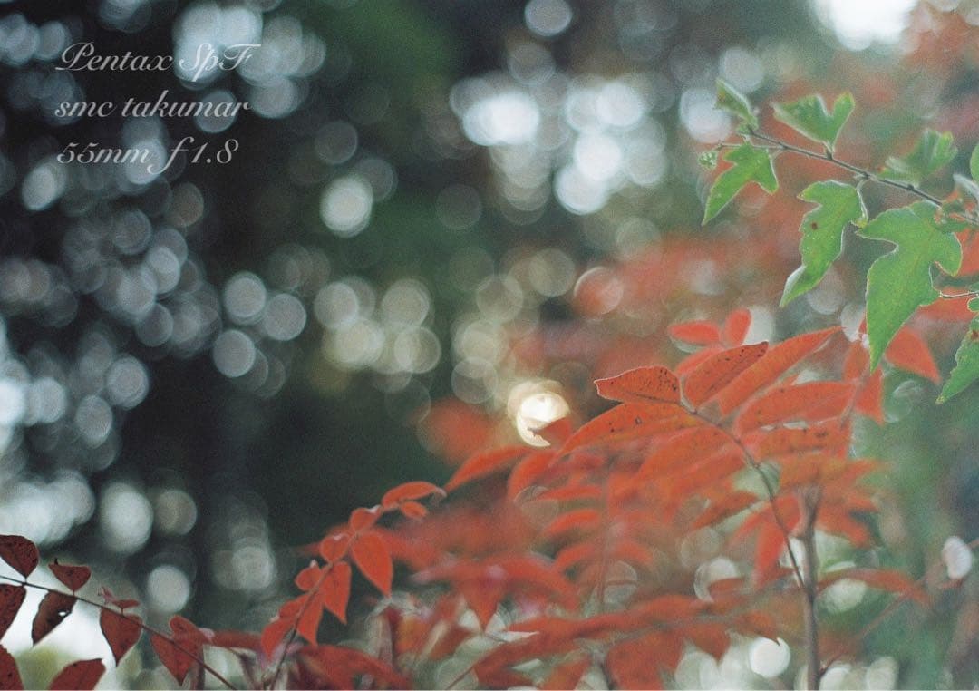 pentax spf/smcタクマー f1.8★完動品＊初期保証＊作例多数