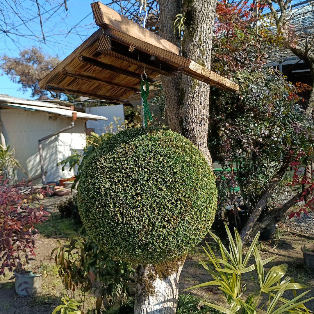 杉玉　直径約33ｃｍ 　屋根付き
