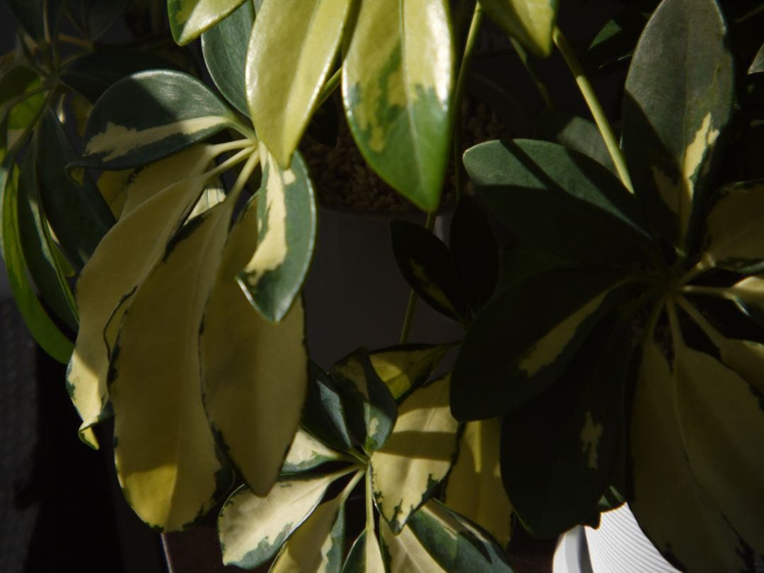 【写ルンです感覚のコンデジ】LUMIX DMC-GF2 32mm スマホ転送OK