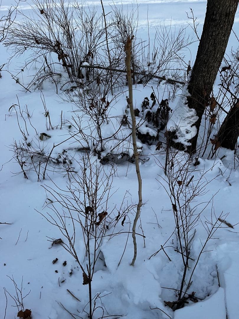 北の蝦夷　鬼胡桃の特大苗木　1メートル50センチ