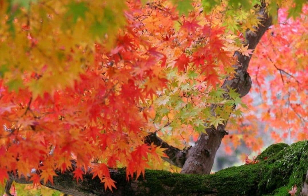 CANON　EOS 30D 一眼レフ　キャノン⚡️初心者⚡️ダブルレンズ　超望遠