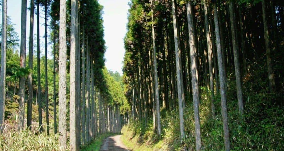 CANON　EOS 30D 一眼レフ　キャノン⚡️初心者⚡️ダブルレンズ　超望遠