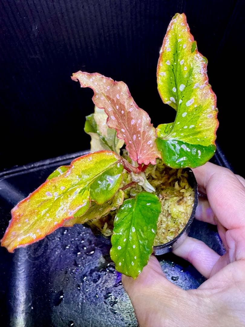 超希少❣️Begonia ベゴニア 'デインティ・スプレー' スポーツ斑入り　美株