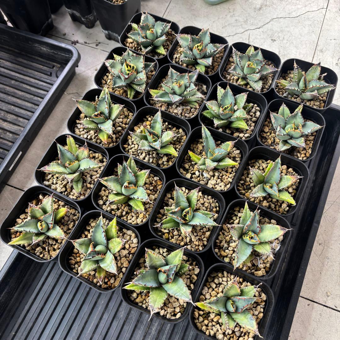 バナナシェイク