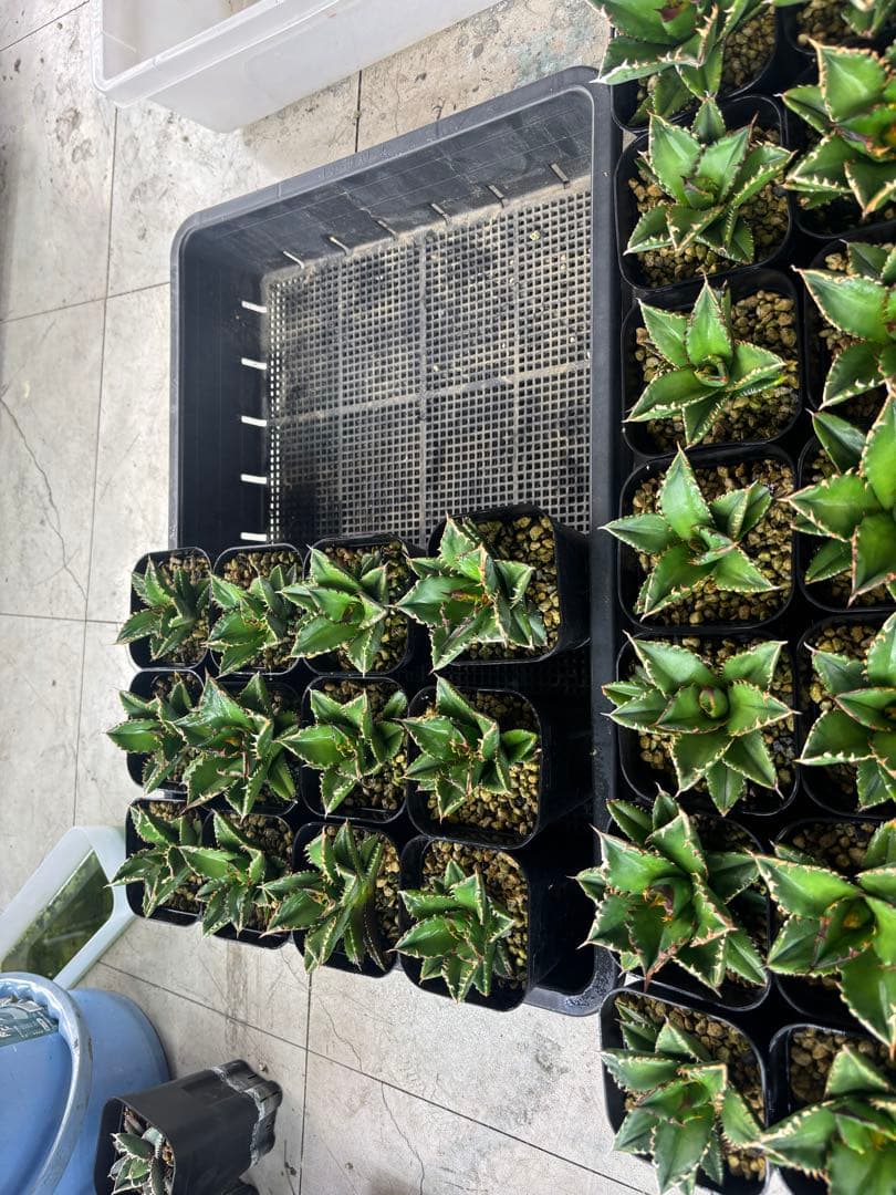 バナナシェイク