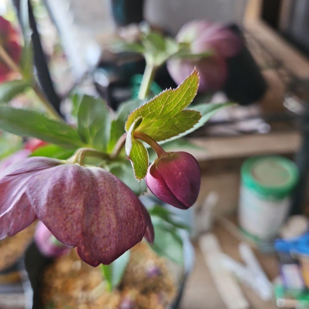 みぃ様お取り置き苗㉖-260クリスマスローズ